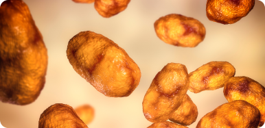 <i>Haemophilus influenzae</i> tipo B (HiB)